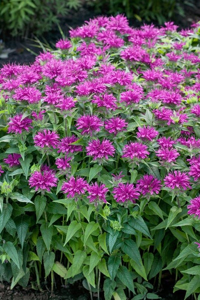 Monarda didyma, Indianernessel, rot, ca. 9x9 cm Topf