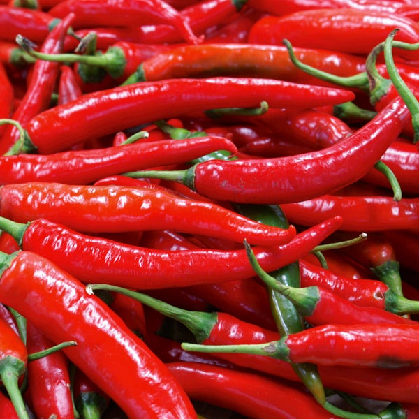 Nahaufnahme von vielen frischen, länglichen roten Chilischoten mit grünen Stielen.