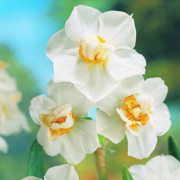 Narzissenblüten mit weißen Blütenblättern und gelber Mitte