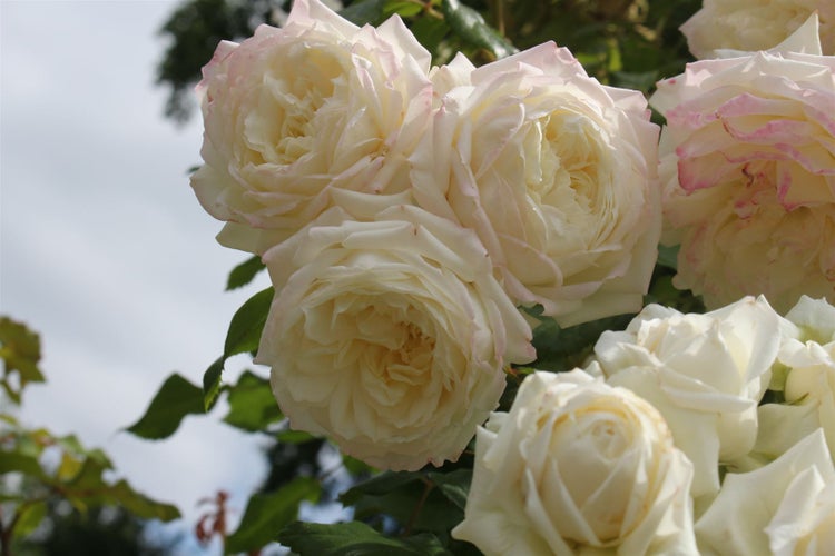 Nahaufnahme von weißen Rosenblüten im Garten