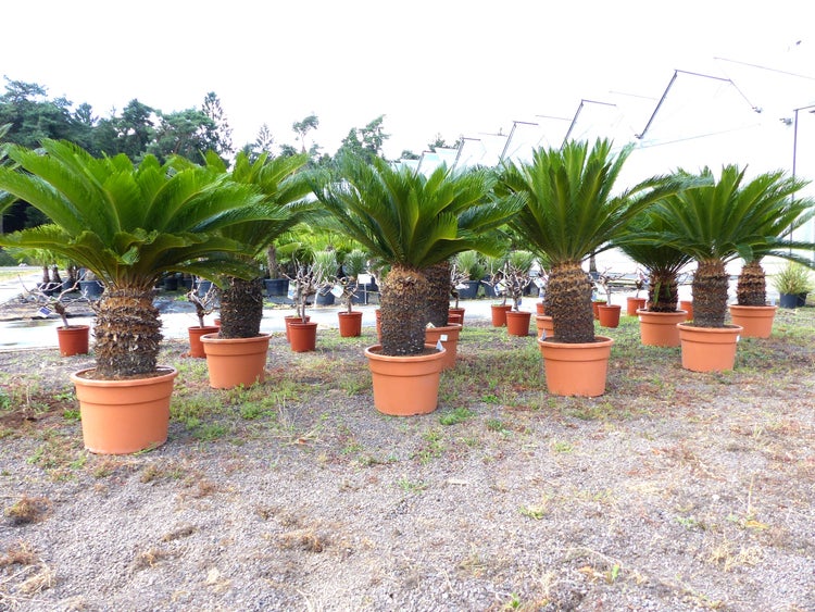 Mehrere Palmfarne Cycas revoluta in großen Kunststofftöpfen, aufgereiht in einer Gärtnerei im Außenbereich.