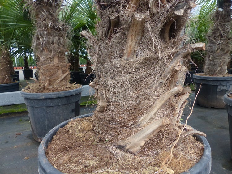 Trachycarpus fortunei XXL dicke Stämme 200 cm Hanfpalme, winterharte Palme bis -18°C