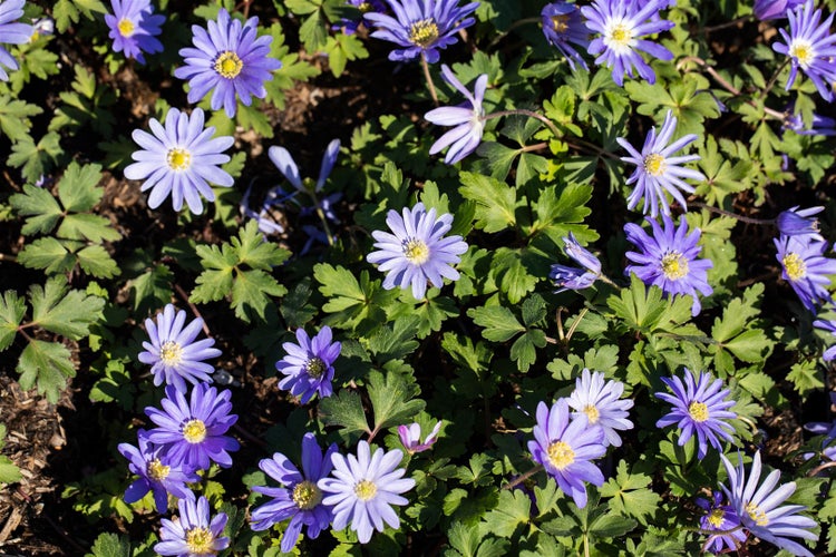 Anemone blanda 'Charmer', Balkan-Windröschen, rosa, ca. 9x9 cm Topf