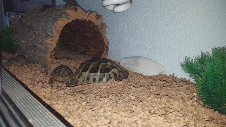 Terrarium mit zwei Schildkröten, einem Korkrindentunnel, Bodengrund aus Korkschrot, künstlichen Grünpflanzen und einer Sepiaschale.