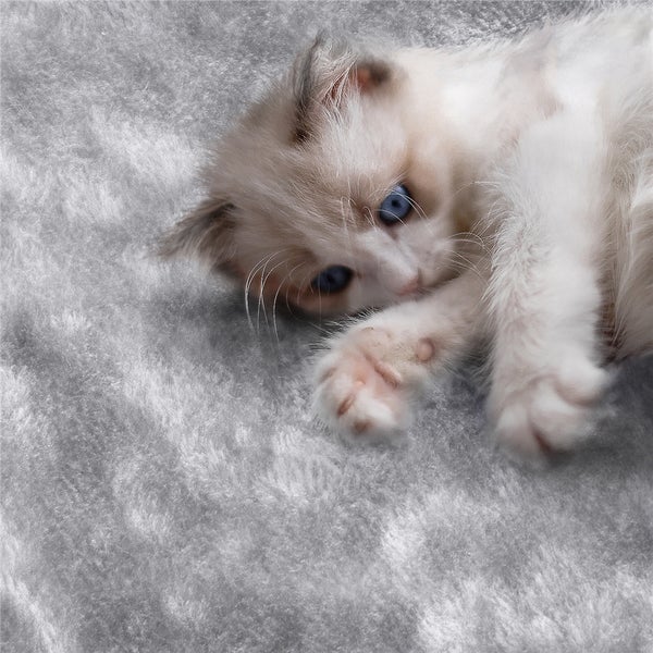 Eine weiße Katze liegt auf einer grauen, flauschigen Decke.