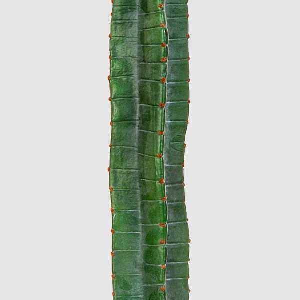 Nahaufnahme eines grünen Kaktus in einem schwarzen Kunststofftopf mit feinem Kies.