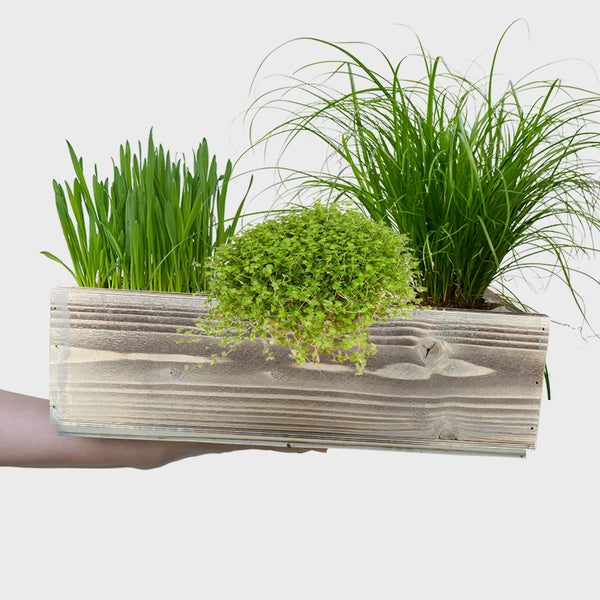 Katzengras mit Holzkiste PetLove 3er Box | Knabberpflanzen-Set mit Katzengras, und Weizengras | ø 11 cm Töpfe | Zimmerpflanzen und Balkonpflanzen 15–25 cm
