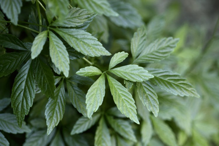 SAFLAX  - Pflanze der Unsterblichkeit - Gynostemma pentaphyllum - 30 Samen