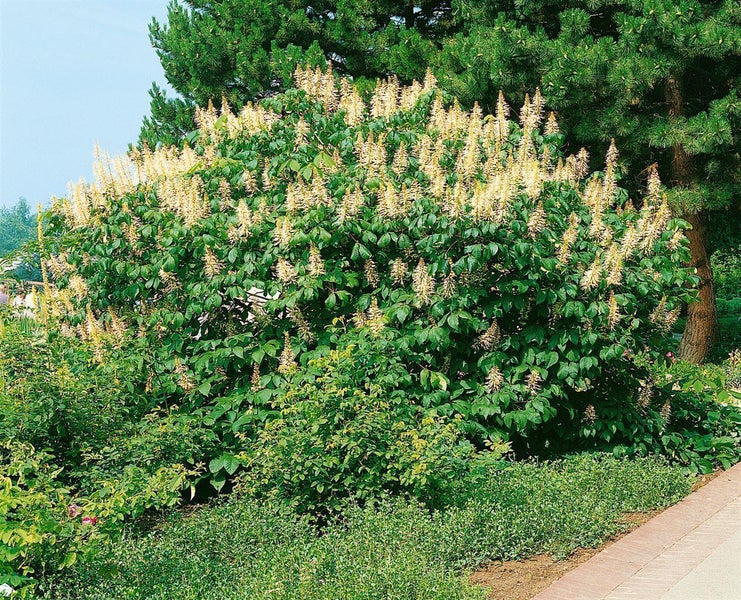 Aesculus parviflora, Strauchkastanie, 60 cm Stammhöhe, weiß blühend