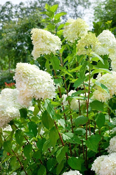 Hydrangea arborescens 'Grandiflora', Schneeballhortensie, weiß, 60–100 cm