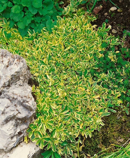 Arabis ferdinandi-coburgii 'Old Gold', Gänsekresse, ca. 9x9 cm Topf