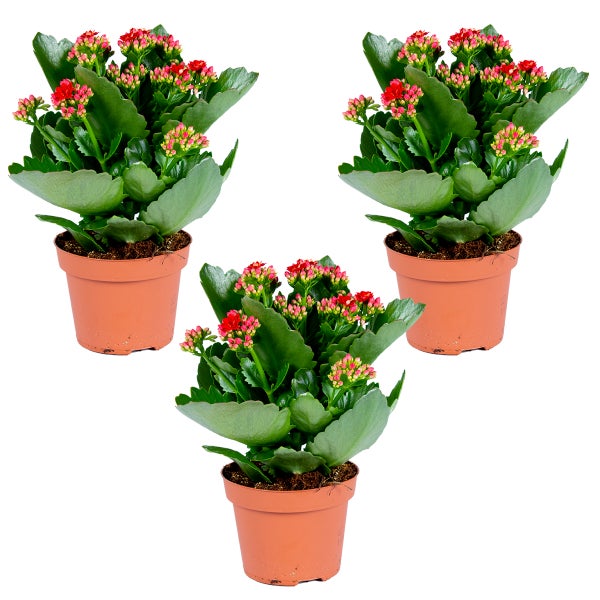Kalanchoe mit roten Blüten in einem grauen Pflanzgefäß