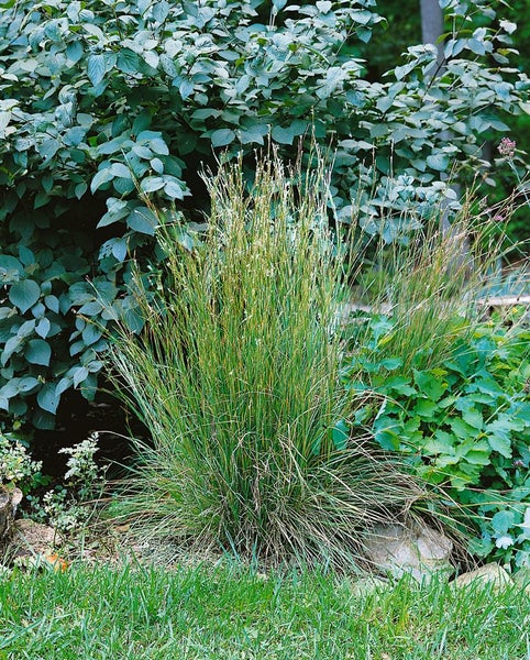 Schizachyrium scoparium, Präriegras, ca. 9x9 cm Topf, zierlich