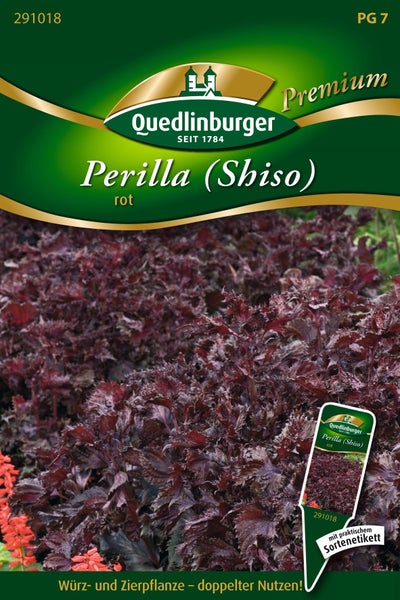 Samentüte für Rote Perilla Shiso von Quedlinburger, Gewürz- und Zierpflanze mit gezackten dunklen Blättern inklusive praktischem Sortenetikett.