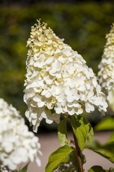 Hydrangea paniculata 'Magical Moonlight', Rispenhortensie, weiß, 60–80 cm
