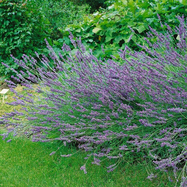 Lavandula x intermedia 'Grosso', Lavendel, duftend, ca. 9x9 cm Topf