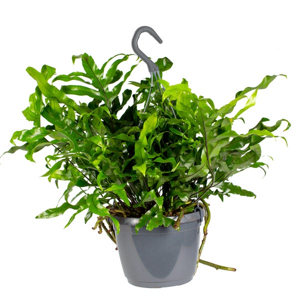Javafarn - Microsorum im Hängetopf - ⌀17 cm - ↕ 20 cm