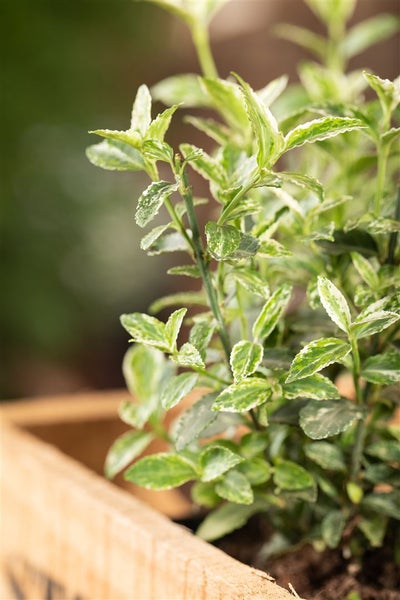 Euonymus fortunei 'Harlequin', Kriechspindel, buntlaubig, ca. 9x9 cm Topf