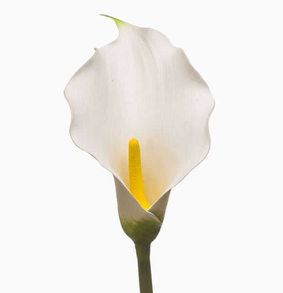 Künstliche Orchidee Phalaenopsis mit weißer Blüte, grünem Stiel und Knospen.