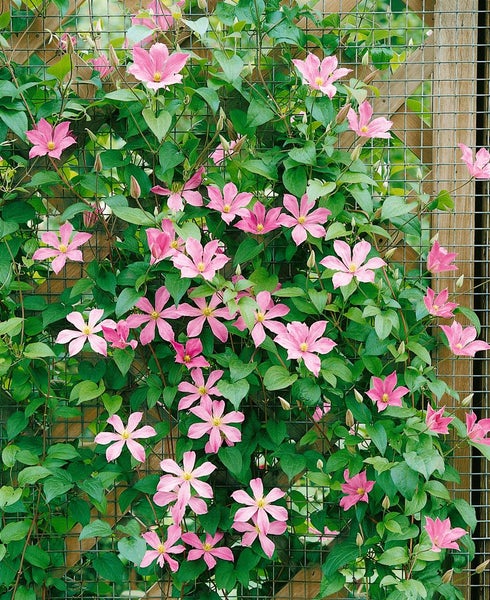 Kletterpflanze mit rosa Blüten an einem Gitter
