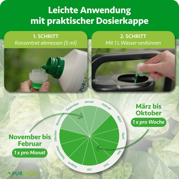 Infografik Purgrün: 5 Milliliter Konzentrat mit 1 Liter Wasser mischen. März bis Oktober wöchentlich, November bis Februar monatlich. Purgrün Logo.