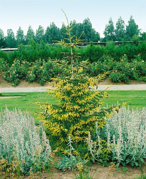 Picea orientalis 'Aureospicata', Orientalische Fichte, goldene Triebe, 60 cm