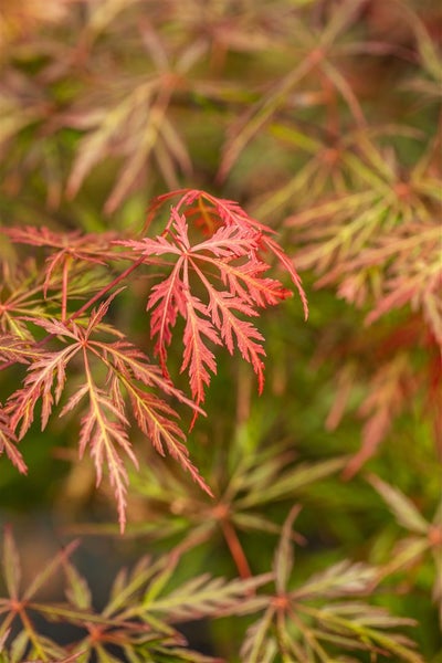 Acer palmatum 'Orangeola', Japanischer Ahorn, orange-rot, 40–60 cm