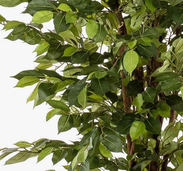 Künstliche Begonia Rex mit silbrig-grünen gemusterten Blättern in einem braunen rustikalen Topf mit Emerald Logo.