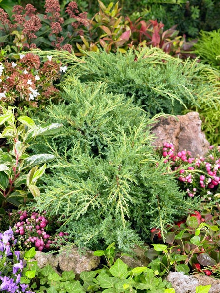 Juniperus chinensis 'Goldstar', Chinesischer Wacholder, goldgelb, 15–20 cm