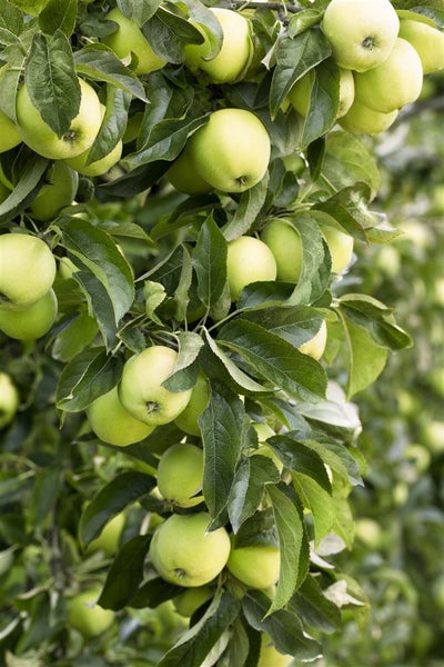 Malus 'Golden Delicious', Apfelbaum, gelb, 150–200 cm