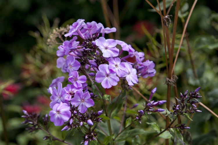 Phlox divaricata 'Clouds of Perfume', Duftphlox, lavendelblau, ca. 9x9 cm Topf