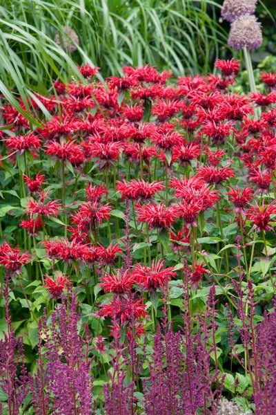 Monarda fistulosa 'Gardenview Scarlet', Indianernessel, rot, ca. 11x11 cm Topf