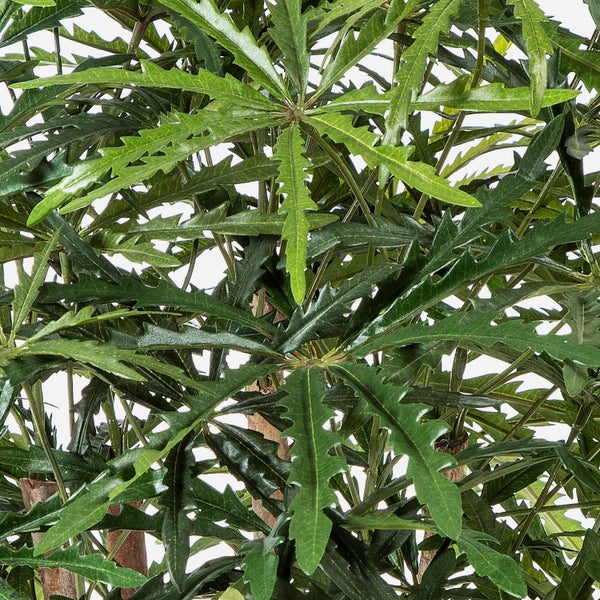 Künstliche Fingeraralie mit gezackten Blättern.