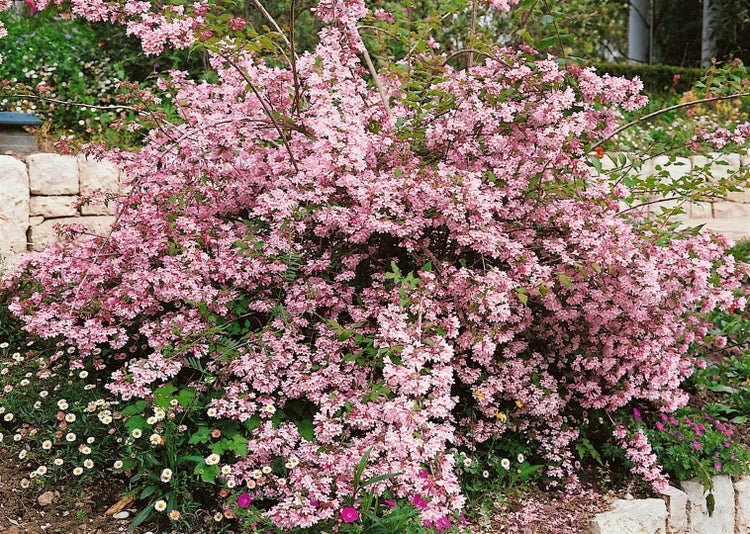 Blühender Perlmuttstrauch Kolkwitzia amabilis mit zahlreichen kleinen rosa Blüten in einem Garten.