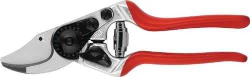 Echter Tulpenbaum Liriodendron tulipifera