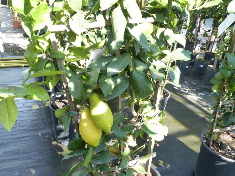 Spalier Zitrone 160 cm, Citrus Limon am Spalier, Zitronenbaum, Zitrus