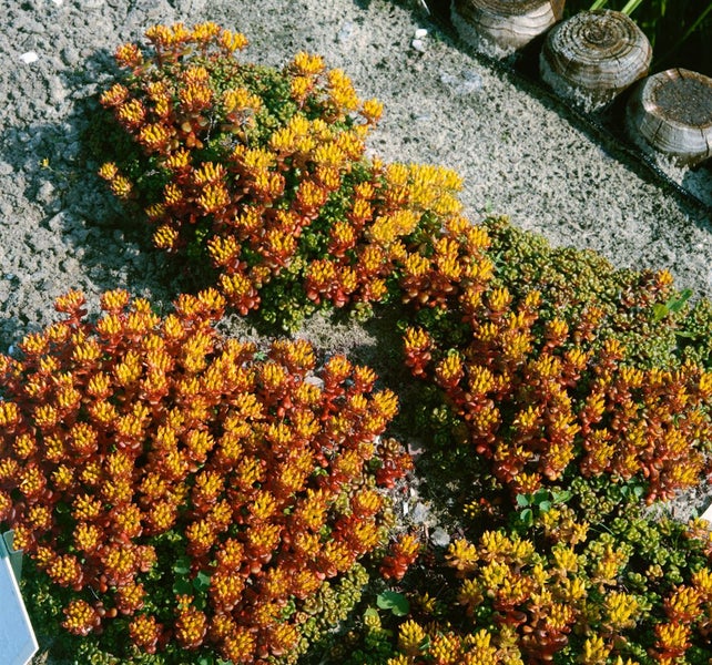 Sedum oreganum, Fetthenne, ca. 9x9 cm Topf, sukkulent