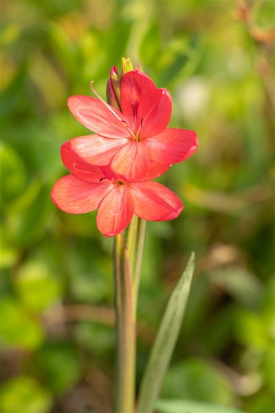 Schizostylis coccinea, Scharlach-Kaffernlilie, rot, ca. 9x9 cm Topf