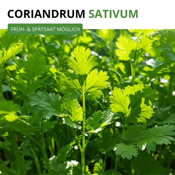Frischer Koriander Coriandrum sativum mit gezackten Blättern. Frühsaat und Spätsaat möglich.