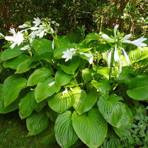 Funkien Pflanze mit grünen Blättern und weißen Blüten