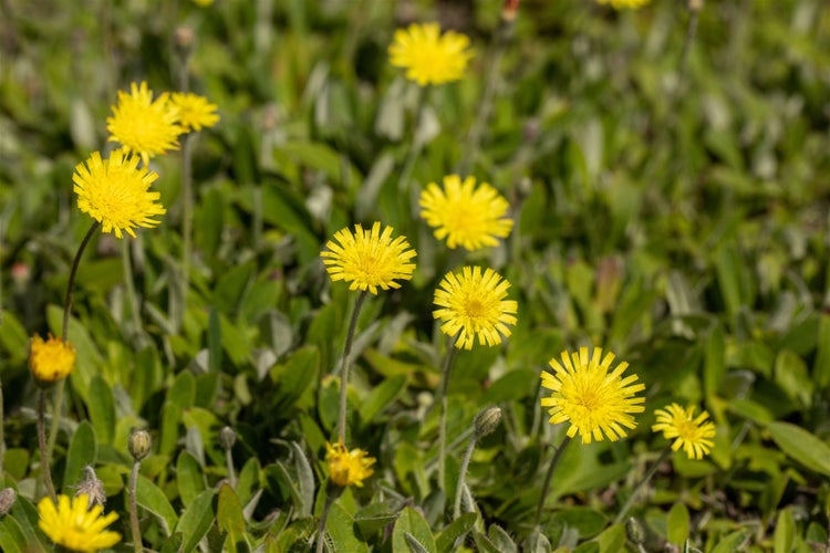 Gelbe Wiesenblumen im Garten