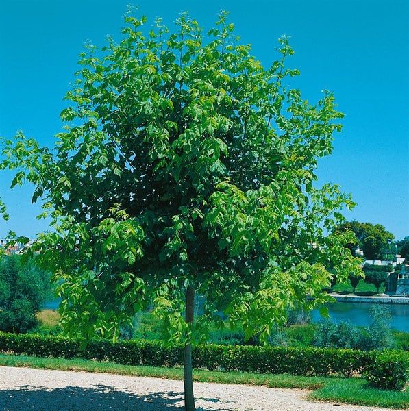 Acer negundo, Eschen-Ahorn, 100–125 cm