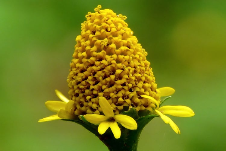 SAFLAX Garden to go - Parakresse - Acmella oleracea - 500 Samen - Mit Topf, Klima - Deckel und Anzuchtsubstrat