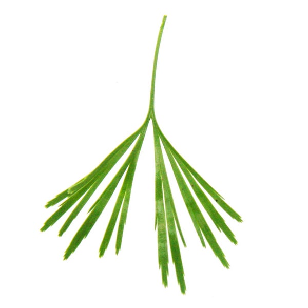 Mini-Pflanze Actiniopteris australis Palmwedelfarn Ideal für kleine Schalen und Gläser Baby-Plant im 5,5cm Topf