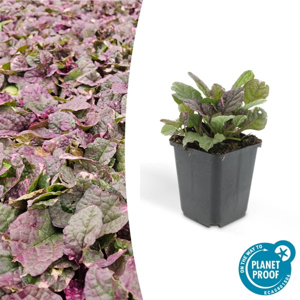 Bodendecker - Kriechender Günsel - Ajuga reptans 'Burgundy Glow' - 9cm Topf - Set mit 20 Pflanzen