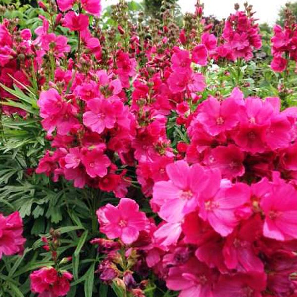 Blühende Nelken-Gauren im Garten