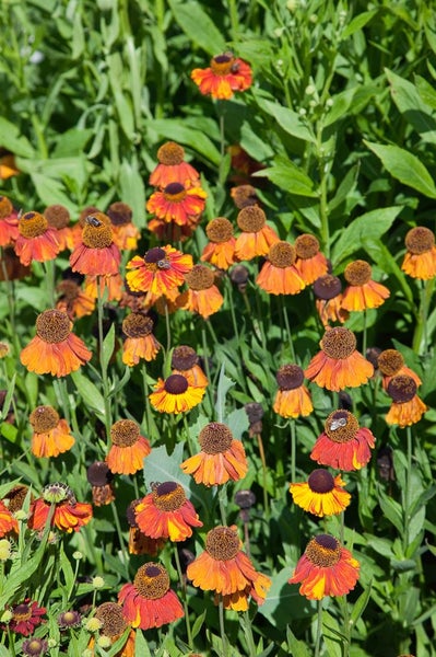 Feld von Sonnenbrautblumen im Gartenbeet
