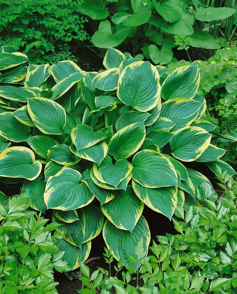 Hosta x fortunei 'Aureomarginata', Gelbrand-Funkie, ca. 11x11 cm Topf