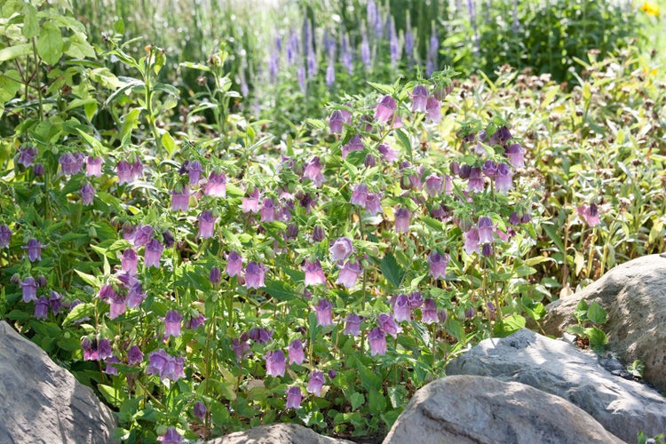 Campanula punctata, Glockenblume, rosa, ca. 9x9 cm Topf