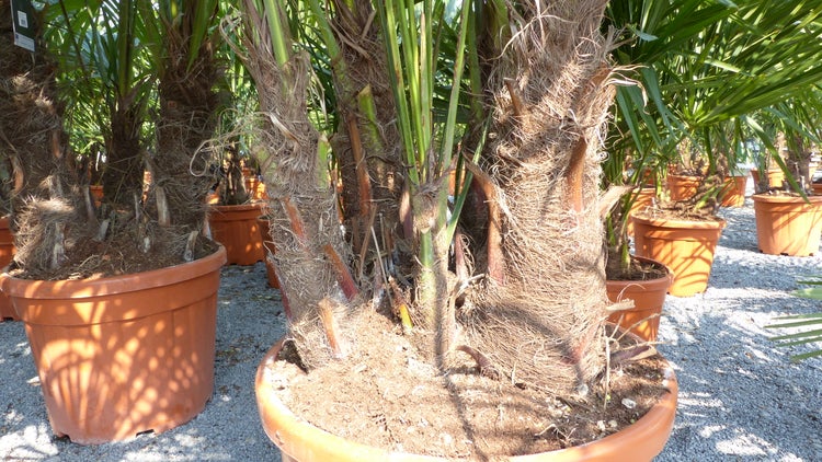 Moderner Gartenpavillon mit dunklem Metallgestell und hellem Textil-Sonnensegel.